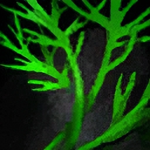 Dill Sprig
