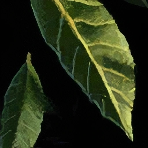 Bay Leaf