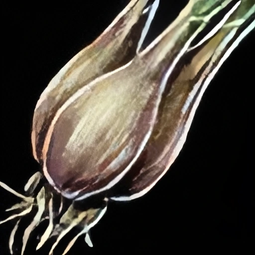 Shallot