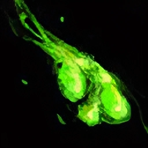 Tiny Venom Sac